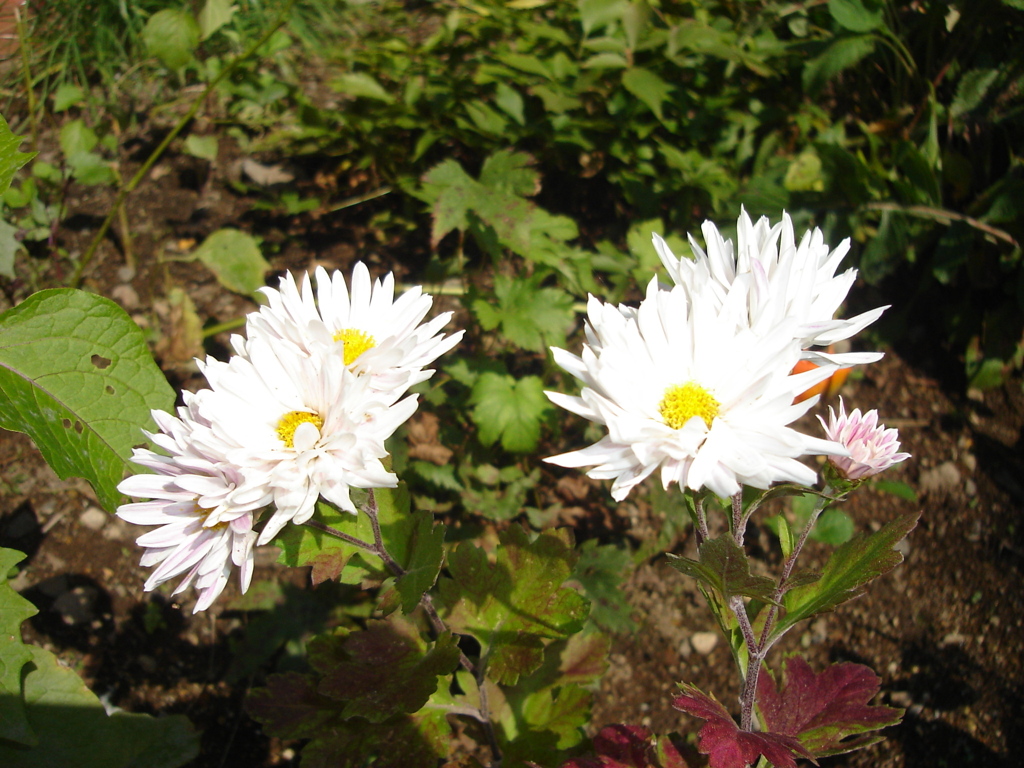 DSC00878