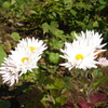 DSC00878