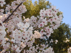 DSC00741