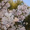 DSC00741