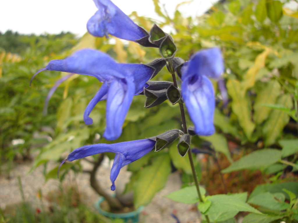 DSC00874