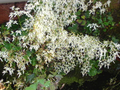 DSC00875
