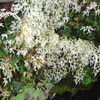 DSC00875