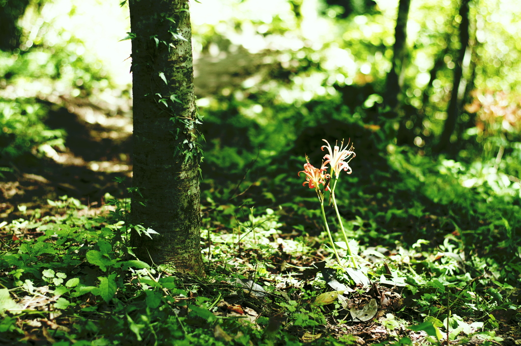 cluster amaryllis