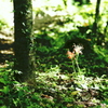 cluster amaryllis