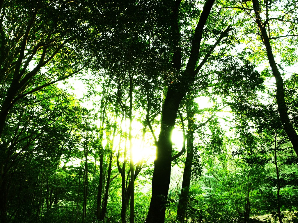 Fresh Green
