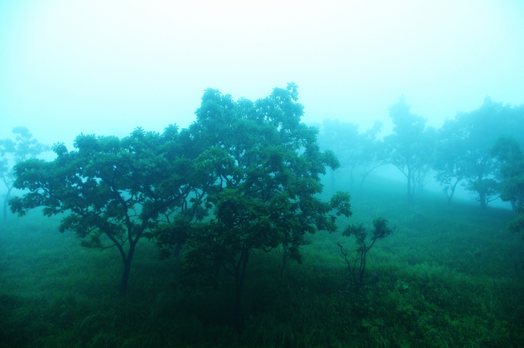 Fog Trees