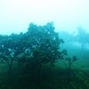 Fog Trees