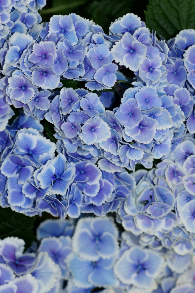 紫陽花ＵＰ