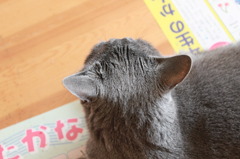 ブッチャーのような額