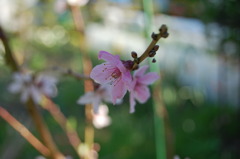 すももの花