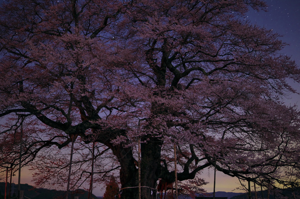 満開の醍醐桜