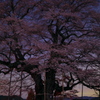 満開の醍醐桜