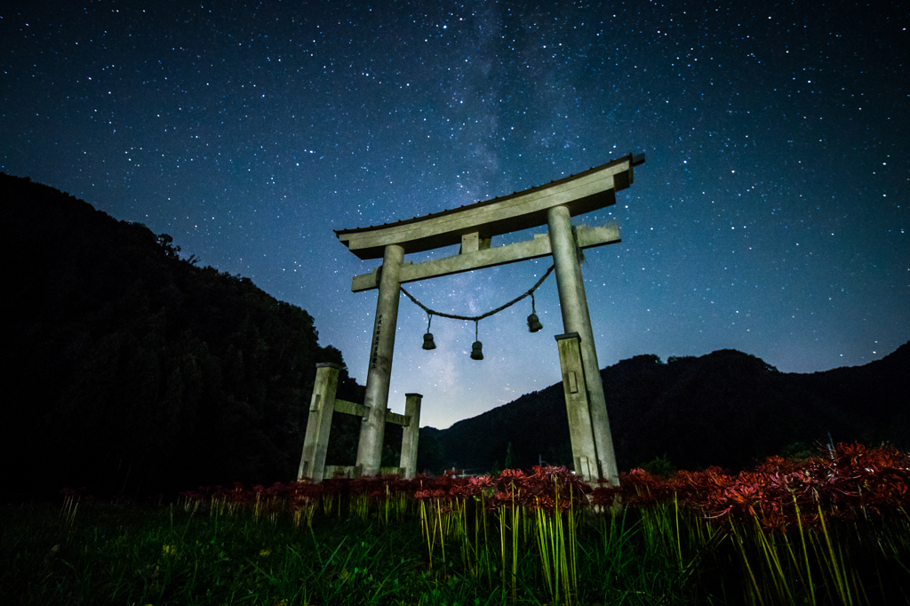 星空の下に咲く彼岸花１