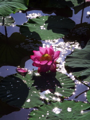 Bright Lotus