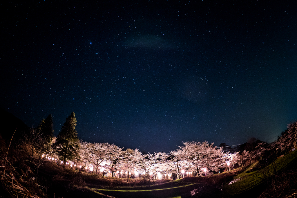 桜の参道