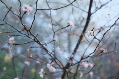 捕らわれた四季桜
