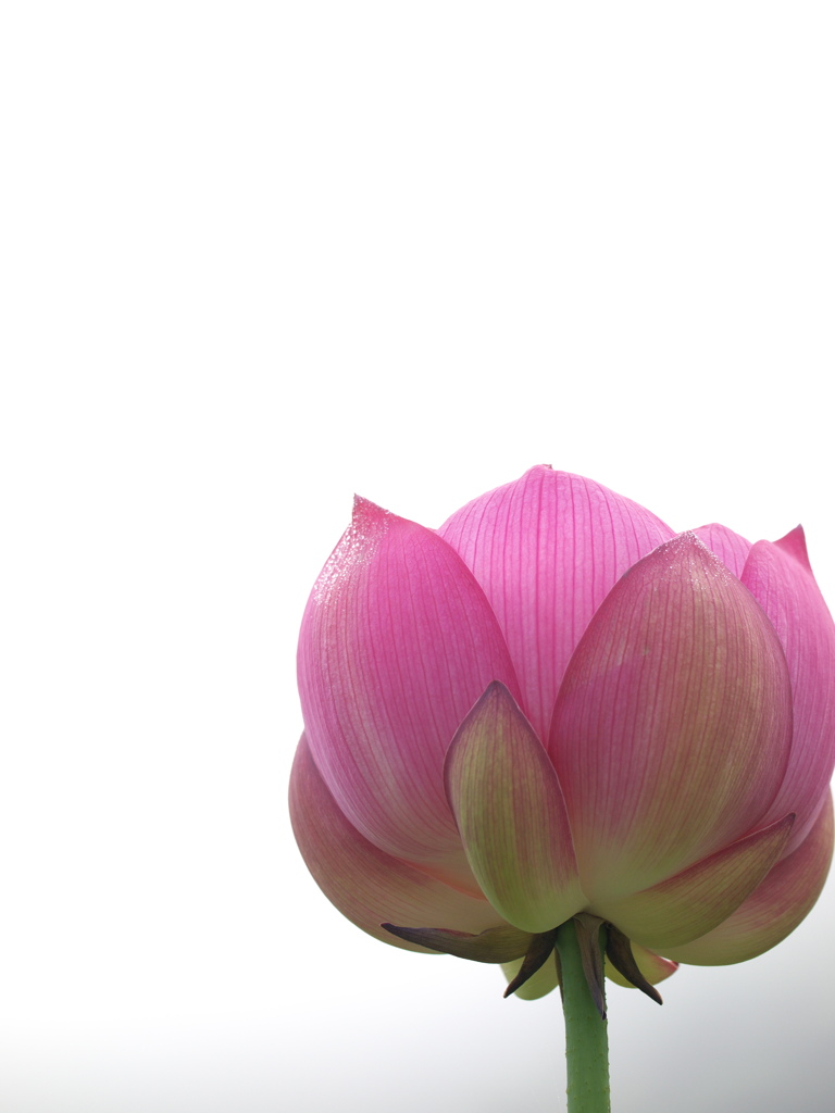蓮の花　午前6時半