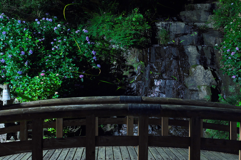 紫陽花の滝に漂う仄かな光