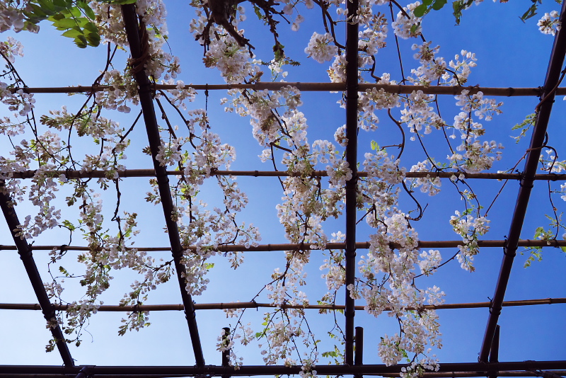Skylight