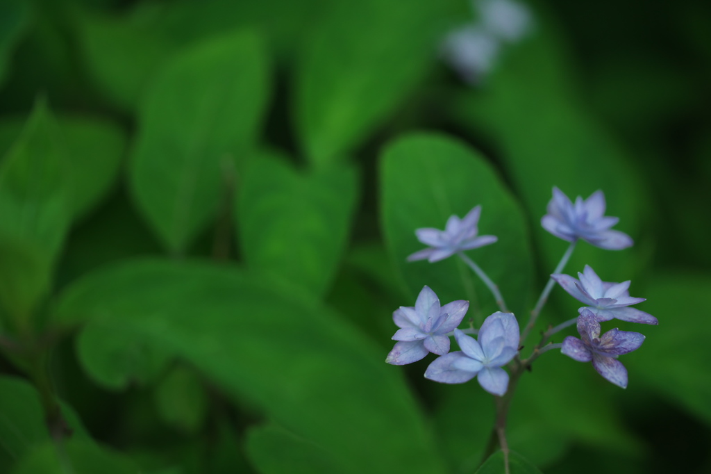 Modest flower