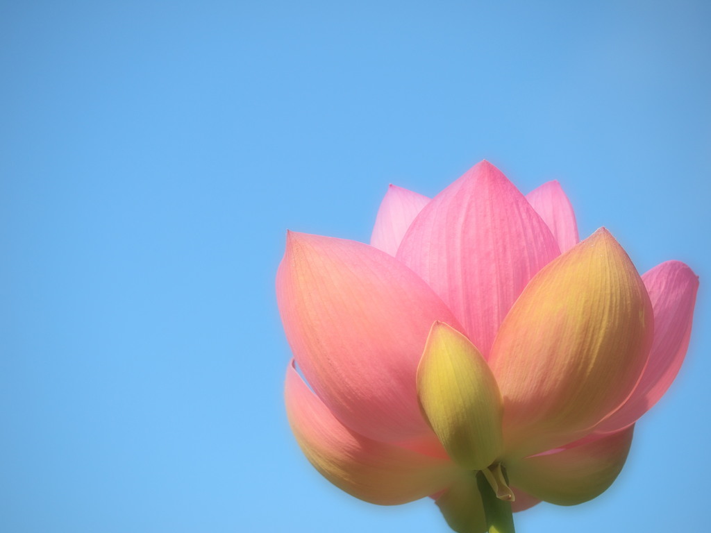蓮の花　午前8時