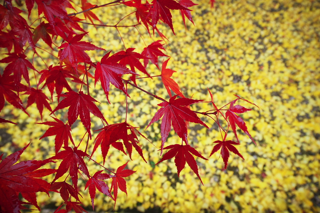 黄色に映える紅色