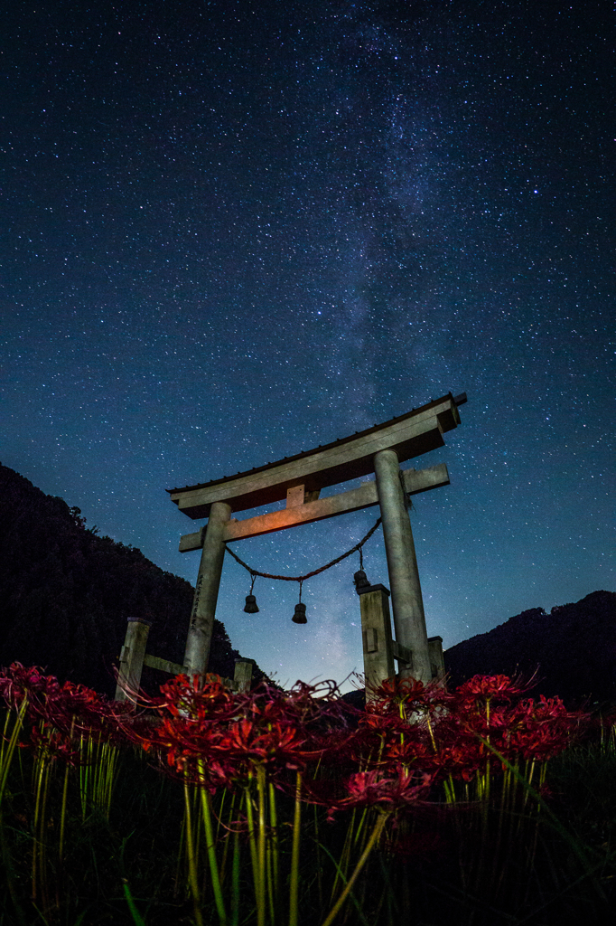 星空の下に咲く彼岸花２