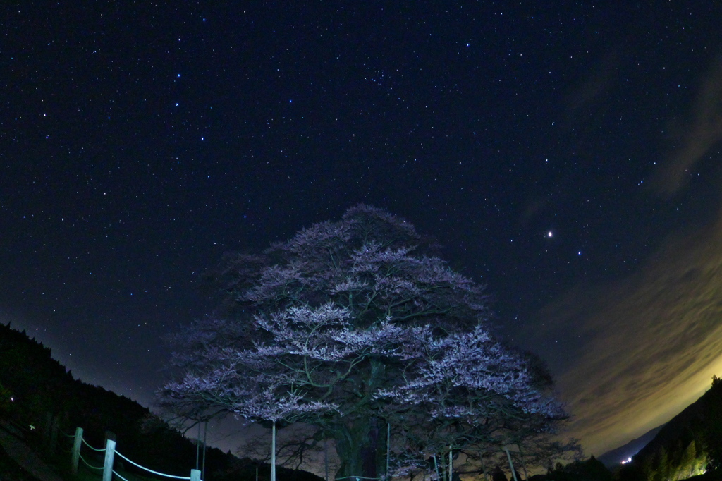 醍醐桜　一分咲き
