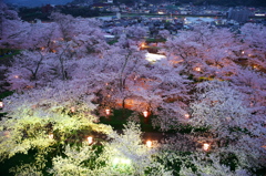 鶴山公園夜桜