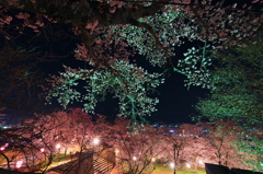 桜の城跡
