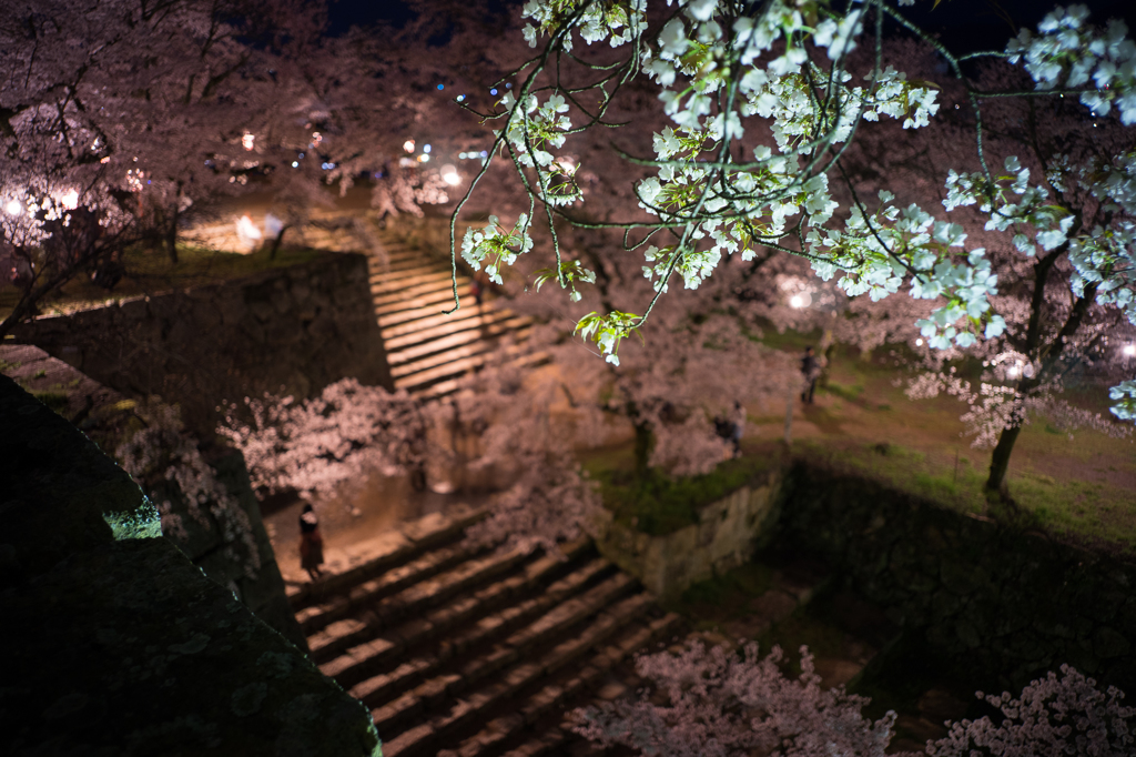 城跡の夜桜