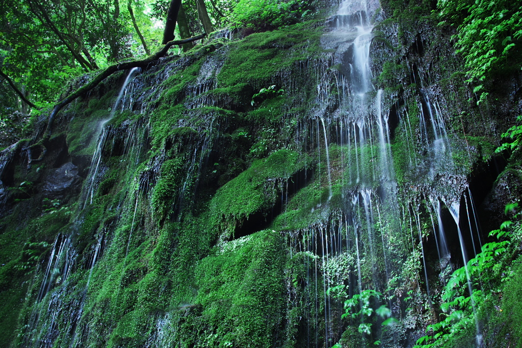 滴る苔滝