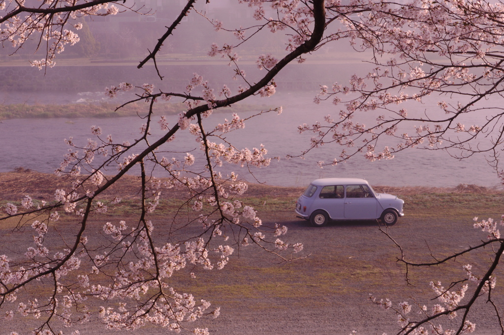 MINIと桜