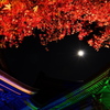 月夜彩る