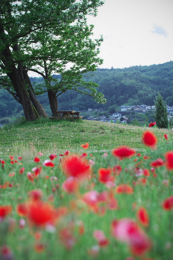 Poppy hill