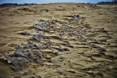 砂丘の砂柱