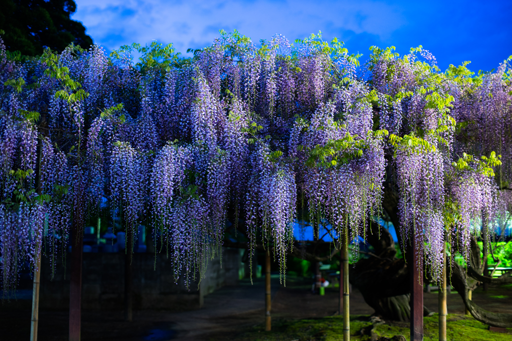 住雲寺の六尺藤