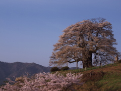 醍醐桜と春の空