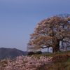 醍醐桜と春の空
