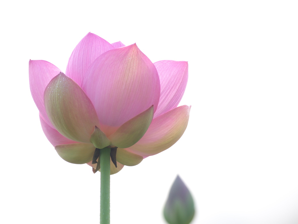 蓮の花　午前7時