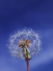 青空に舞う