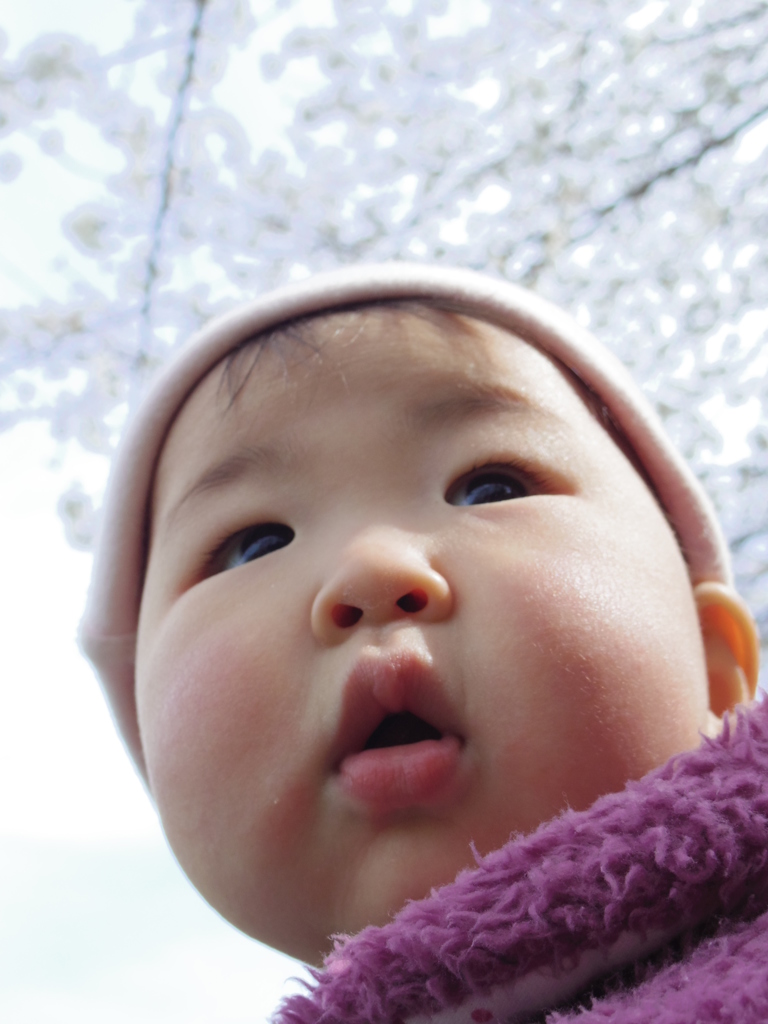 cherry blossom　#2