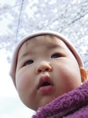cherry blossom　#2