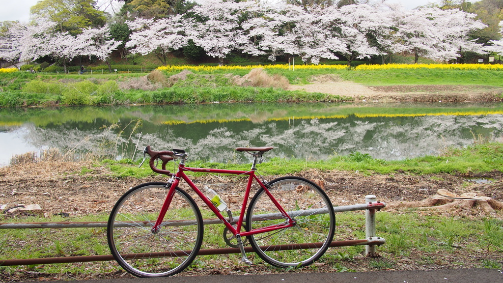 花見川の桜①