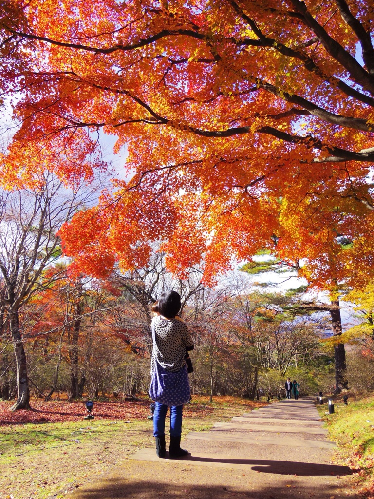 autumn foliage #1