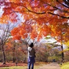 autumn foliage #1