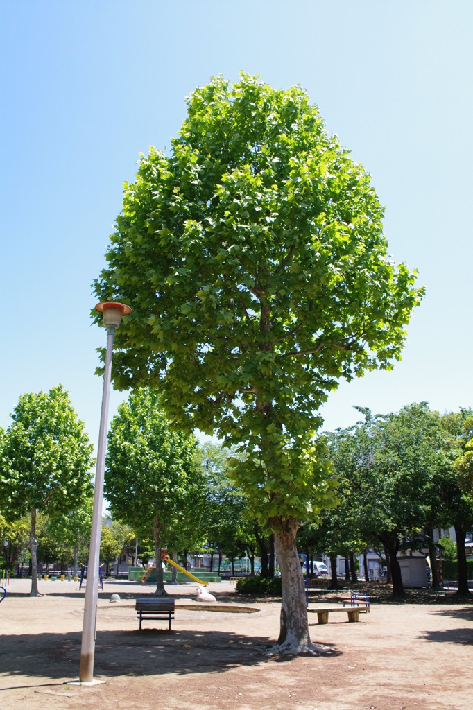 広角レンズ試し撮り #1