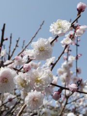 UME #1
