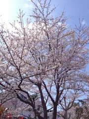 cherry blossom　#1